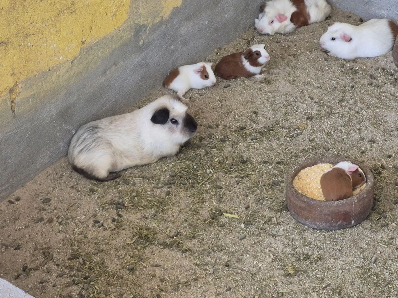 Cuy - Porquinho da Índia Gigante  - Foto 4