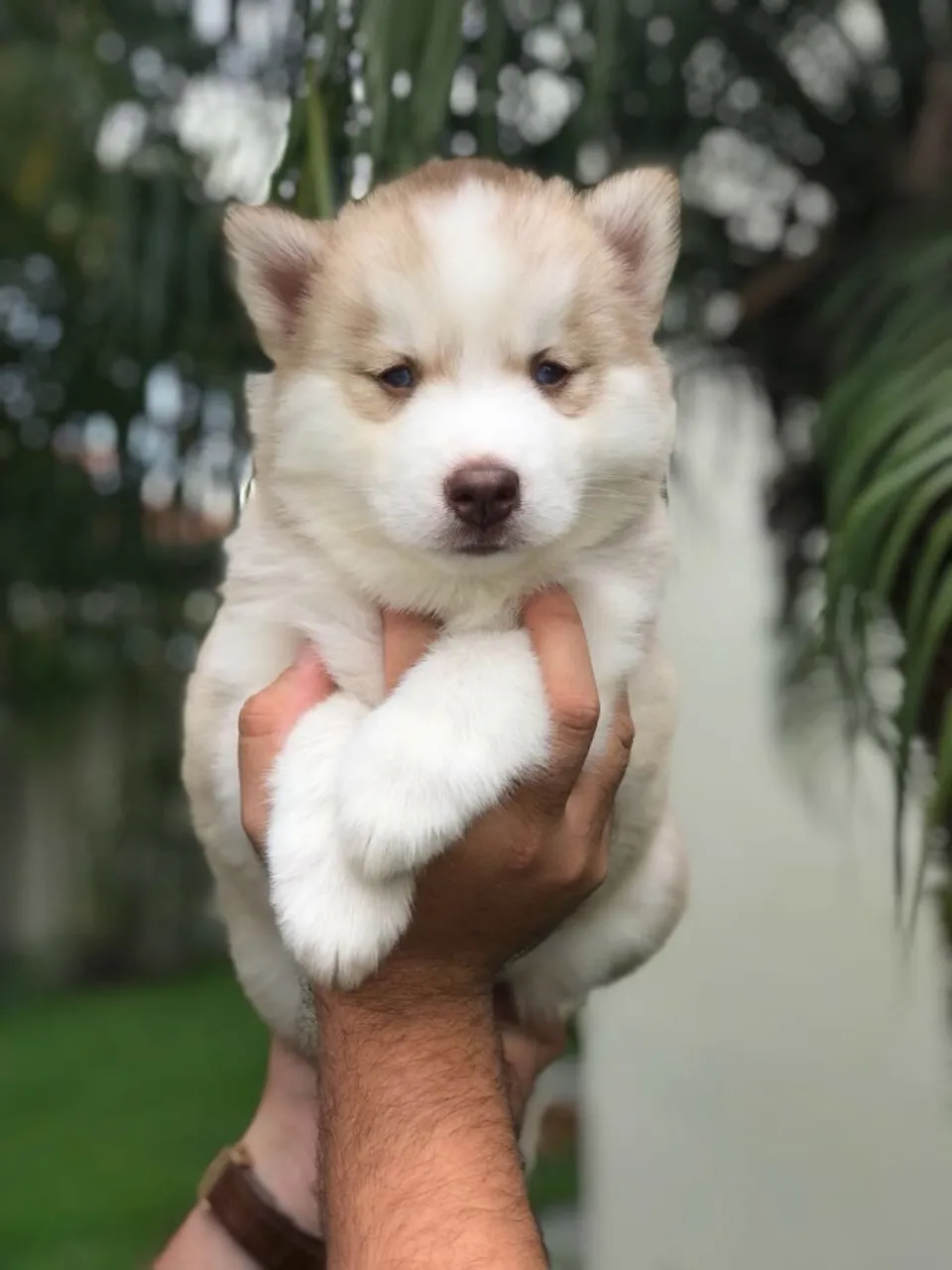 Husky Siberiano- Machinho perfeito coloração cinza e branco olhos azuis com 55 dias-Dani