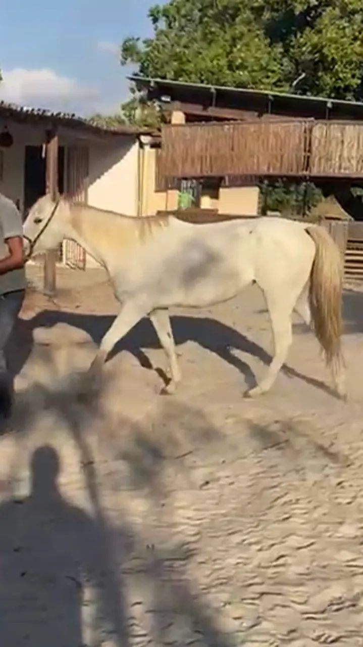  Égua Quarto de Milha  - Foto 2