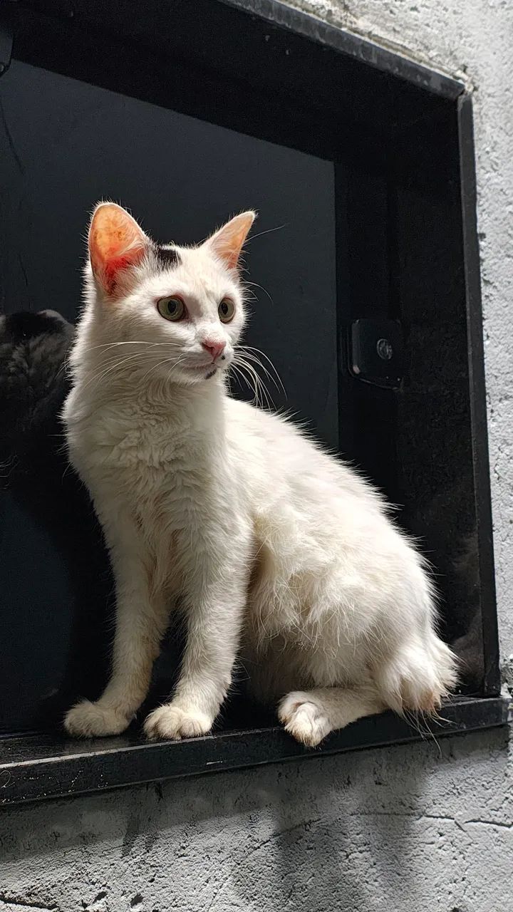 Gatinho branco para adoção - Foto 2