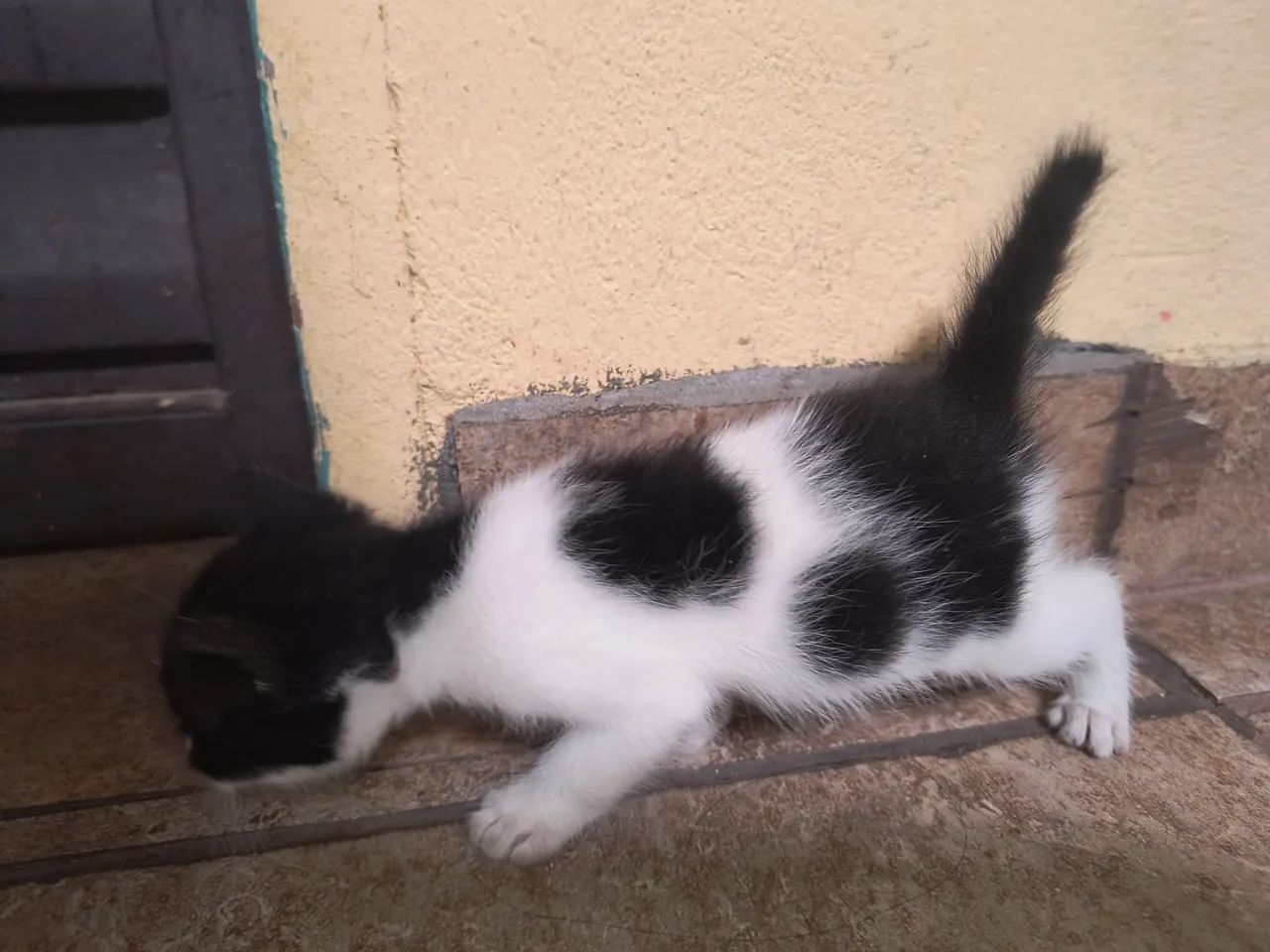 Lindo Gatinho macho