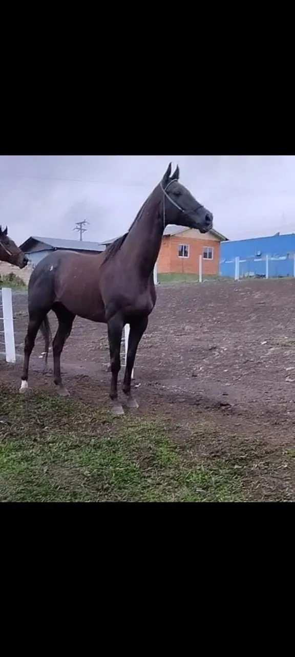 Égua preta 