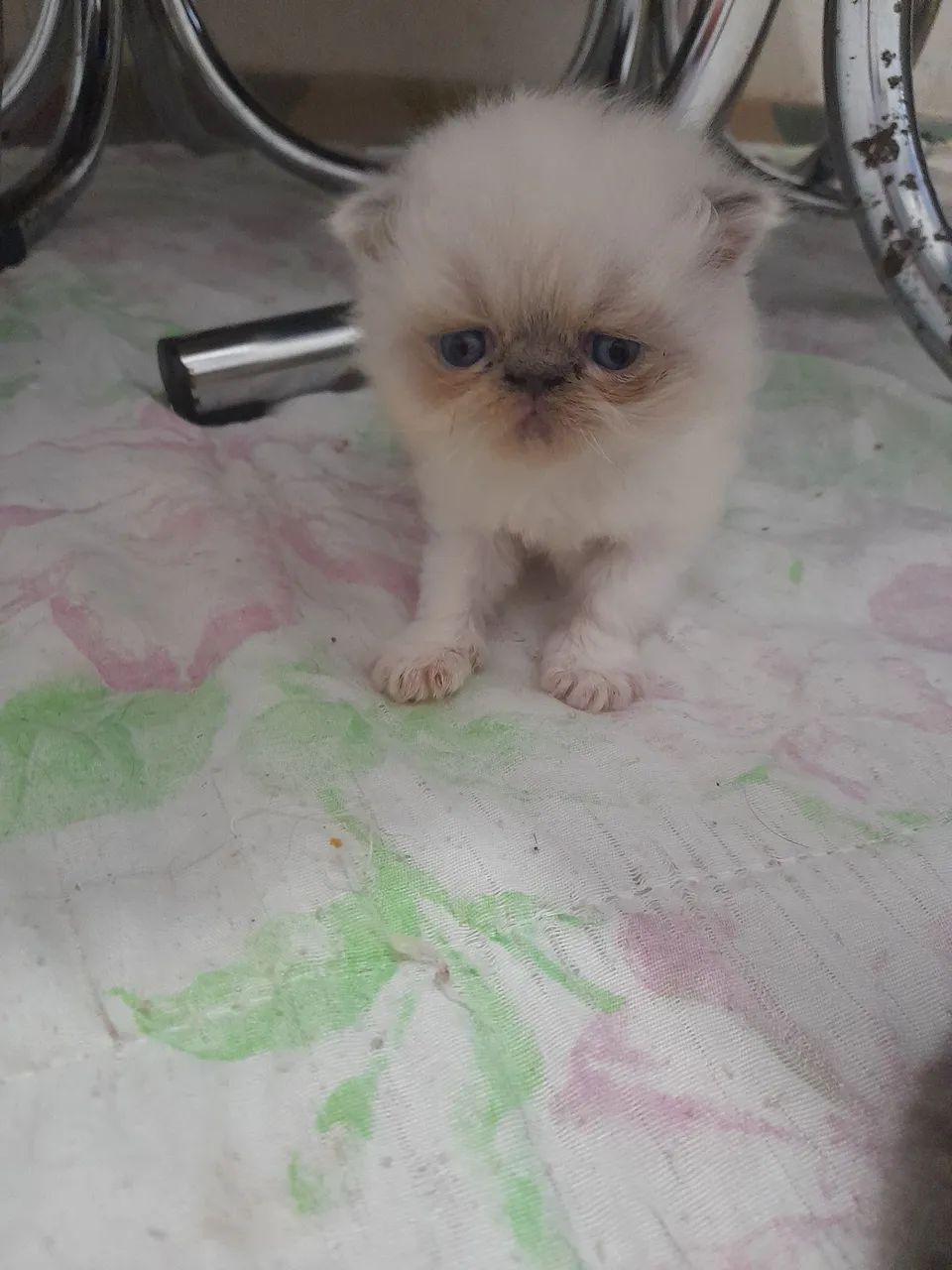 Lindos  gatos  persa  Himalaia  - Foto 2