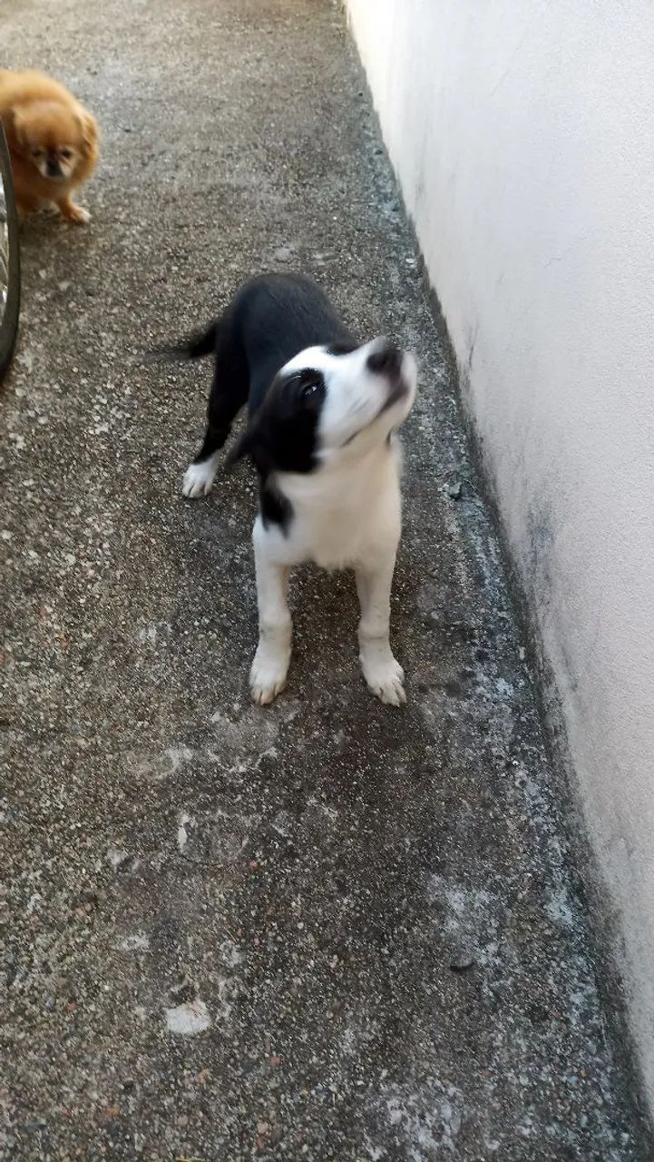 Filhote de Border Collie