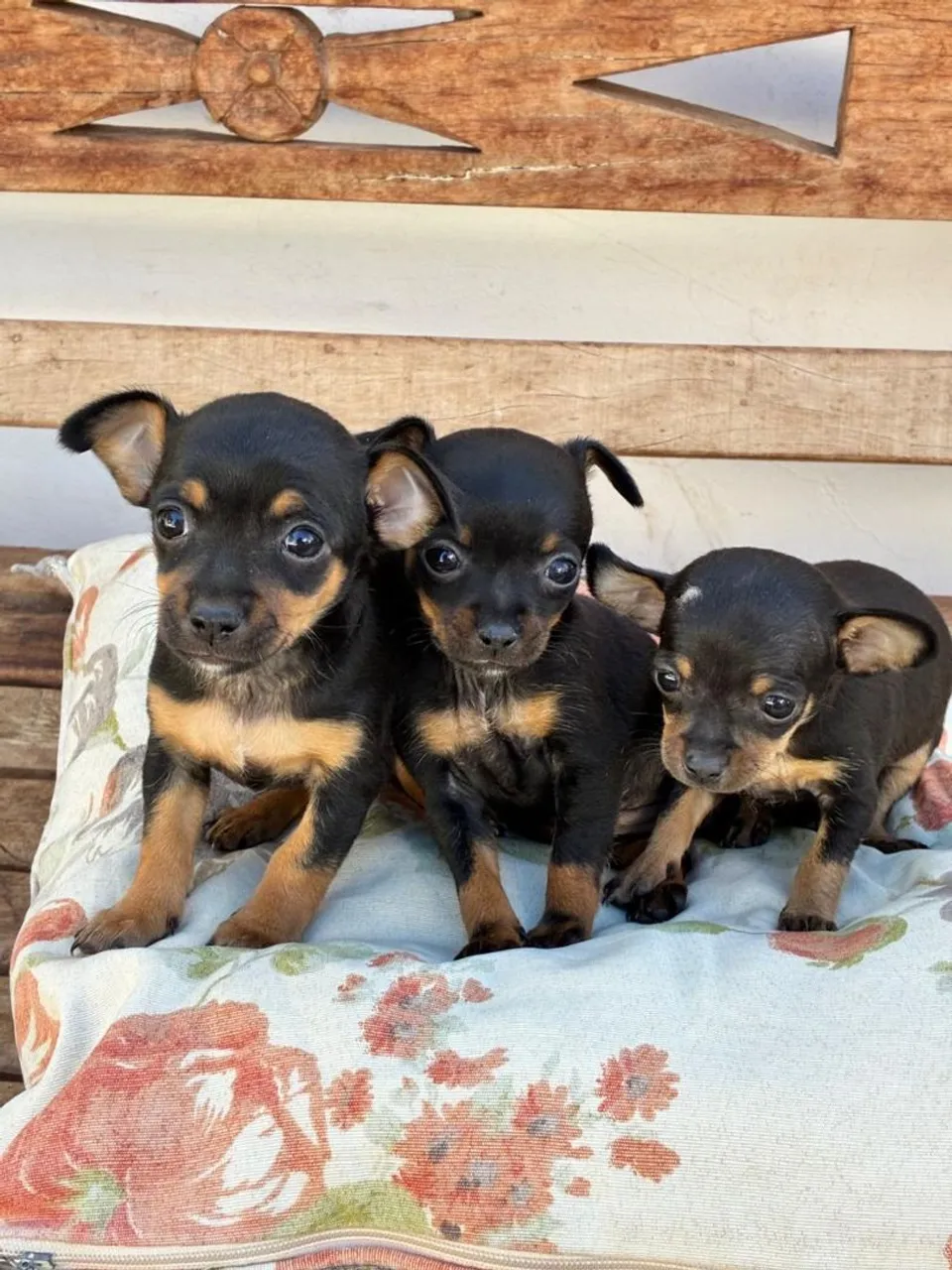 Pinscher FÊMEA e MACHO
