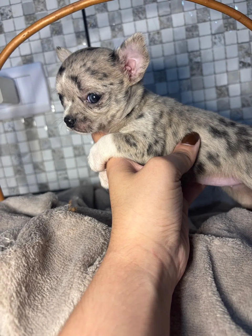 Filhote de Chihuahua Merle Fêmea 