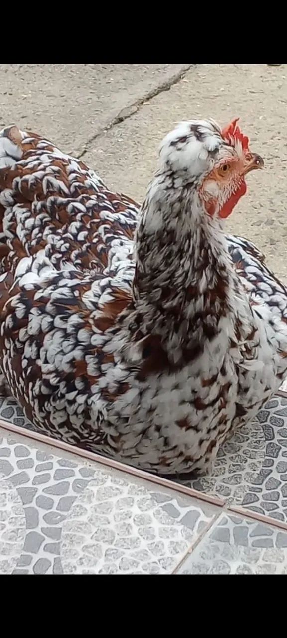 Ovos gsb galados - Foto 6