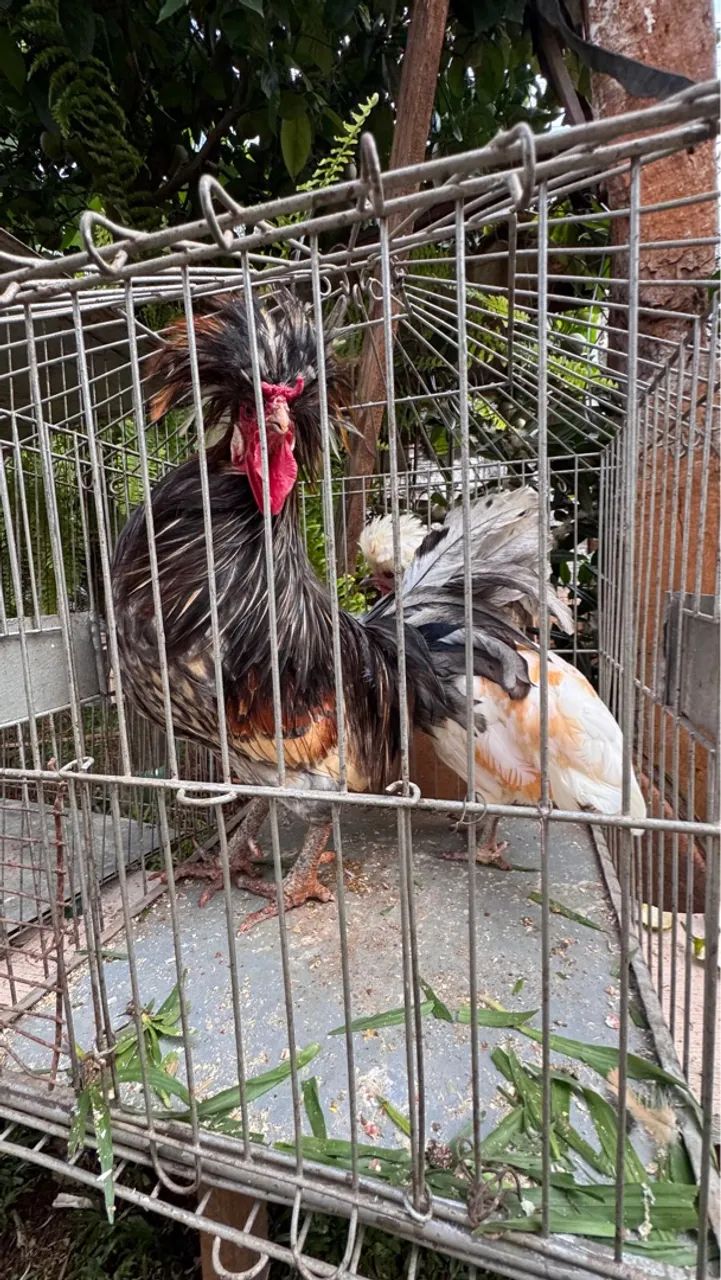 Casal de galo e galinha polonesa  - Foto 3