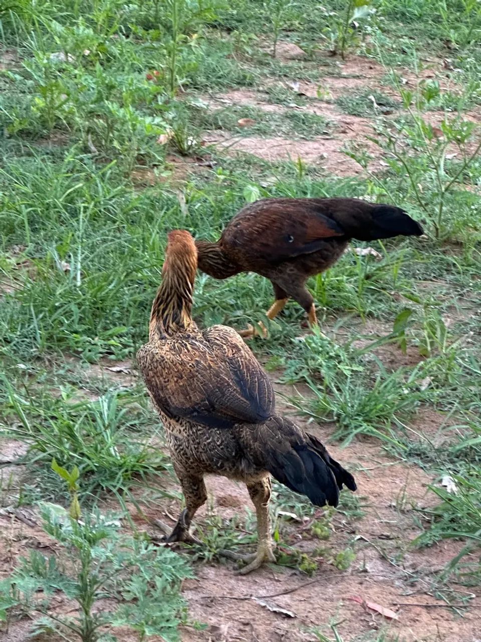 Variedades de galinhas e franguinhas 