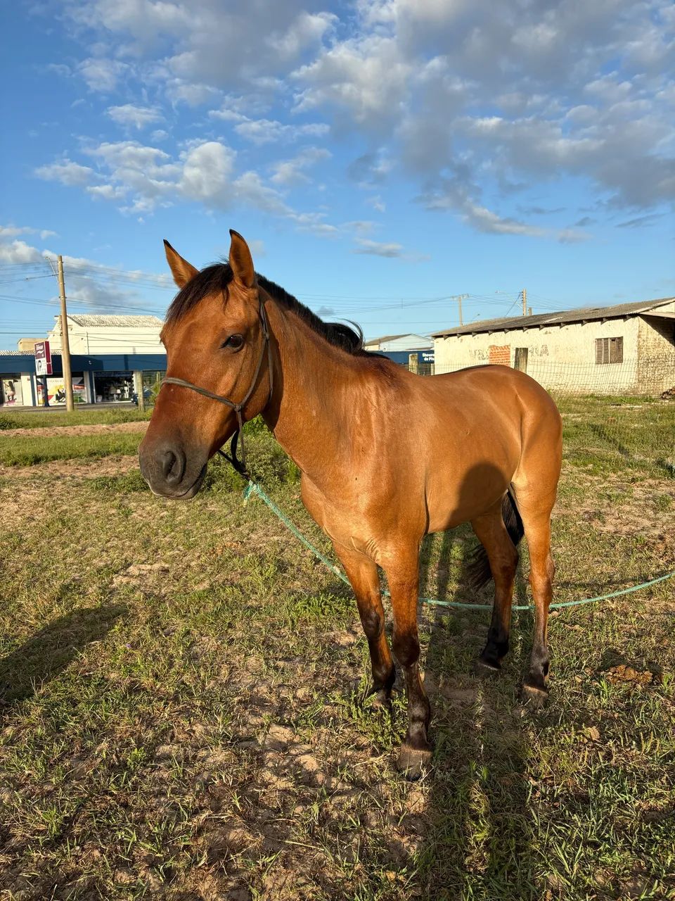 Vendo cavalo gateado