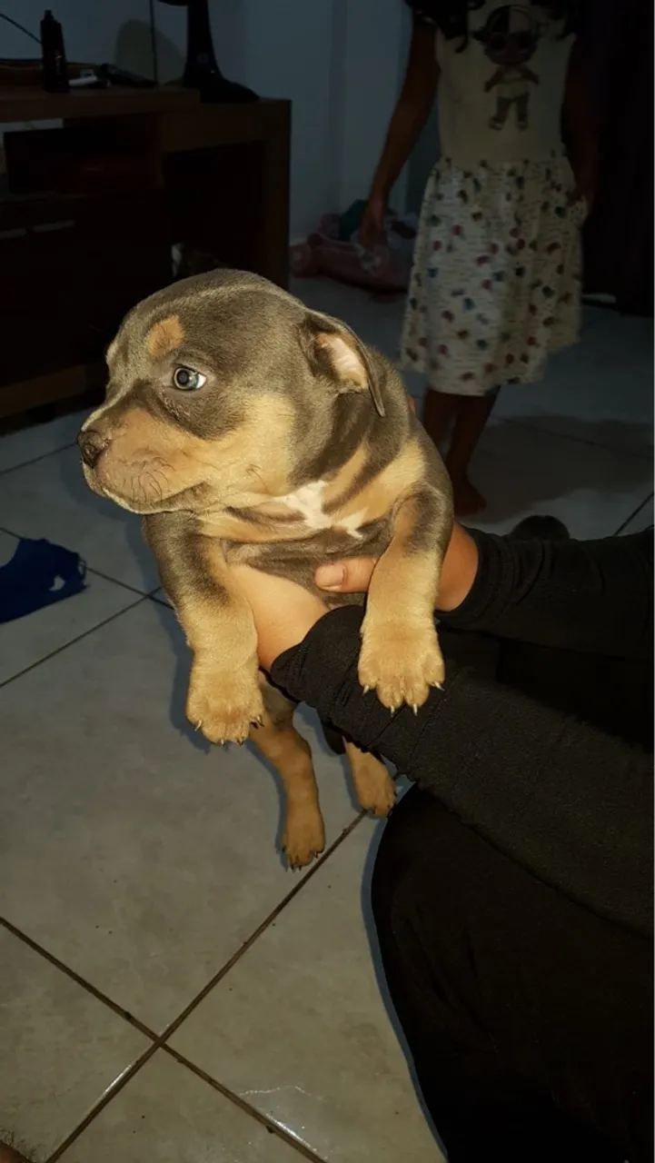 Filhotes Fêmea e Macho American Bully Standart 