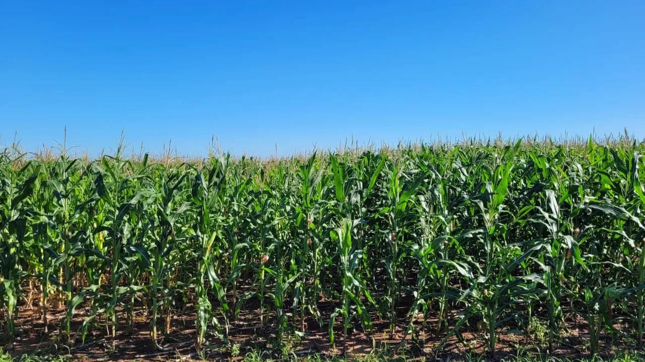 Fazenda de arrendamento 3.620 hec em Paranhos MS.  - Foto 5