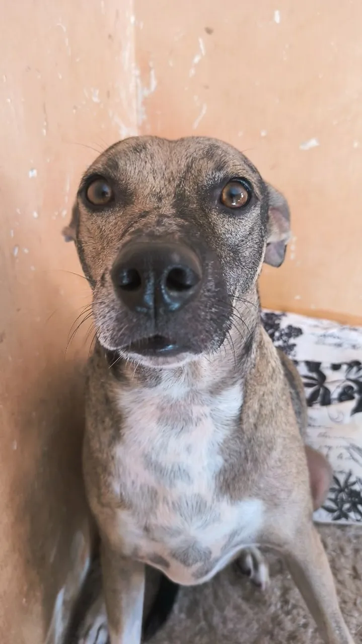 Cãozinho Adorável para Adoção - Olhos Expressivos!