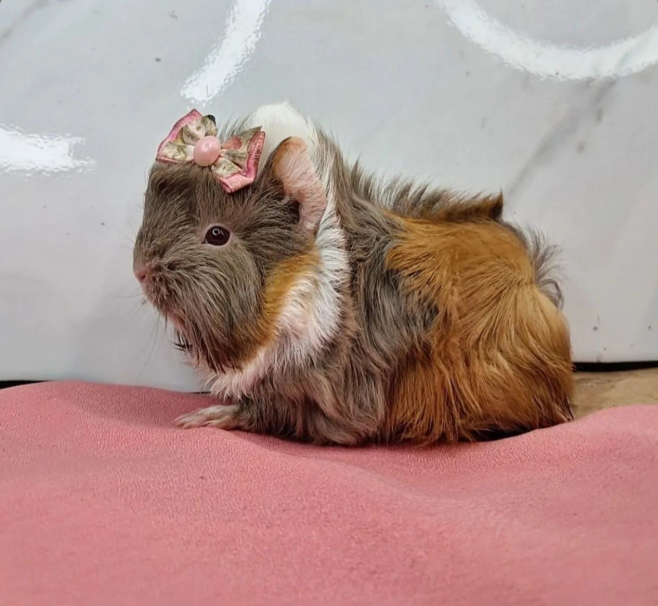 Porquinho da india - Foto 3