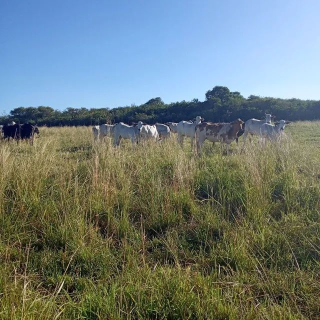 Linda Granja com 17 hectares na região de mente Alegre - Foto 5