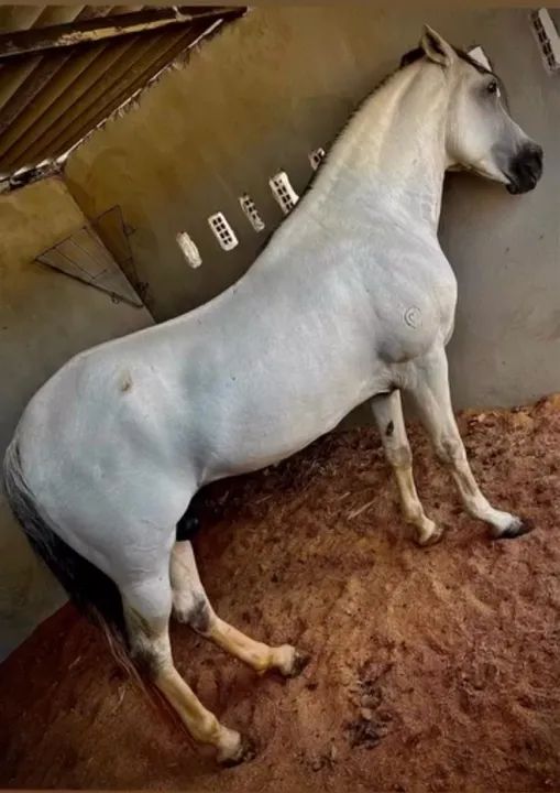 Cavalo Mangalarga Marchador - Foto 5