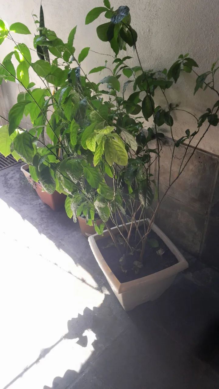 Imperdível, são várias plantas a venda - Foto 4