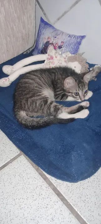 Doação gato macho  - Foto 3