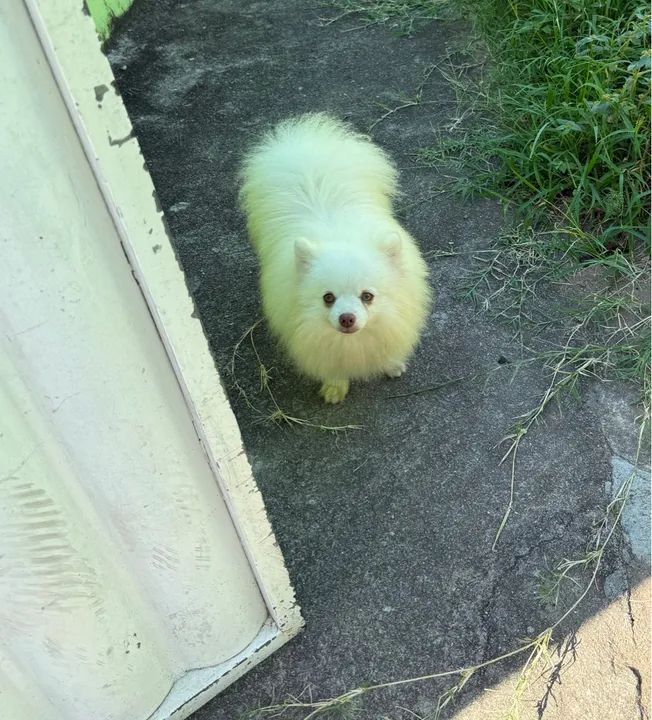 Spitz Alemão Adulto 