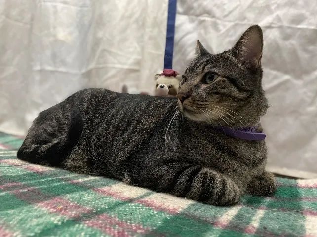 Babá de Pet