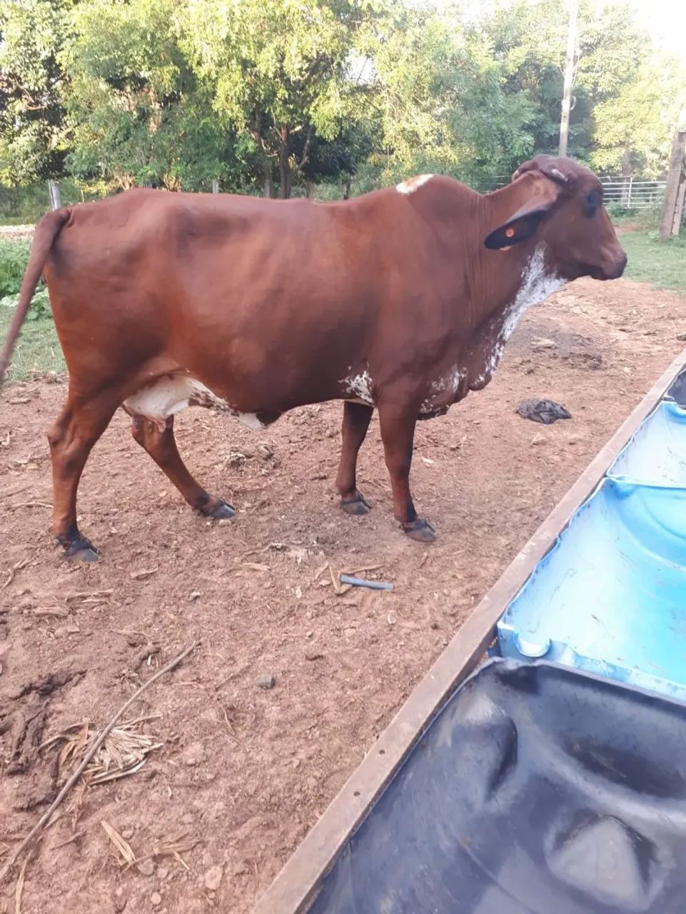 Vaca leiteira