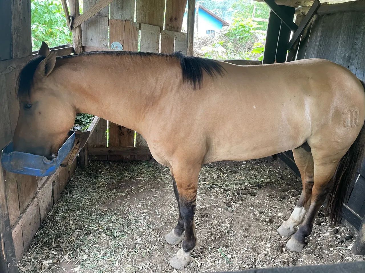 Cavalo Crioulo - Foto 2