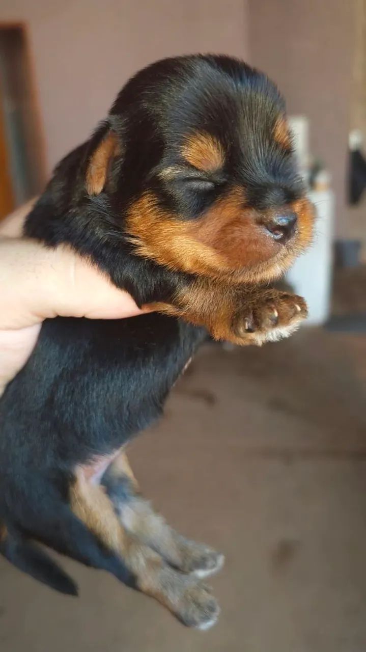 Yorkshire Terriers  - Foto 3