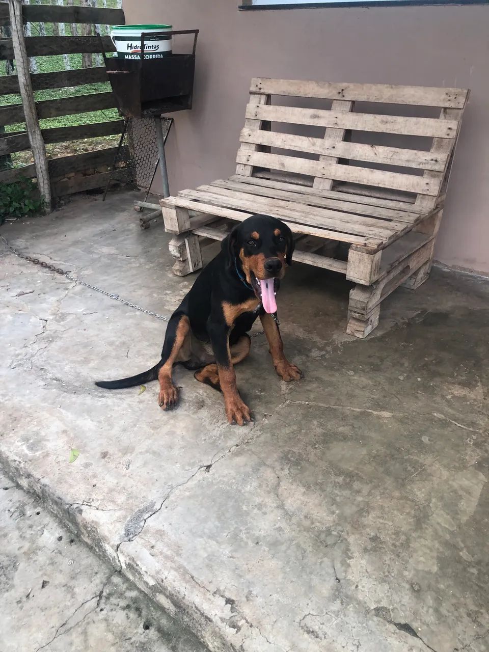 Rottweiler  - Foto 2