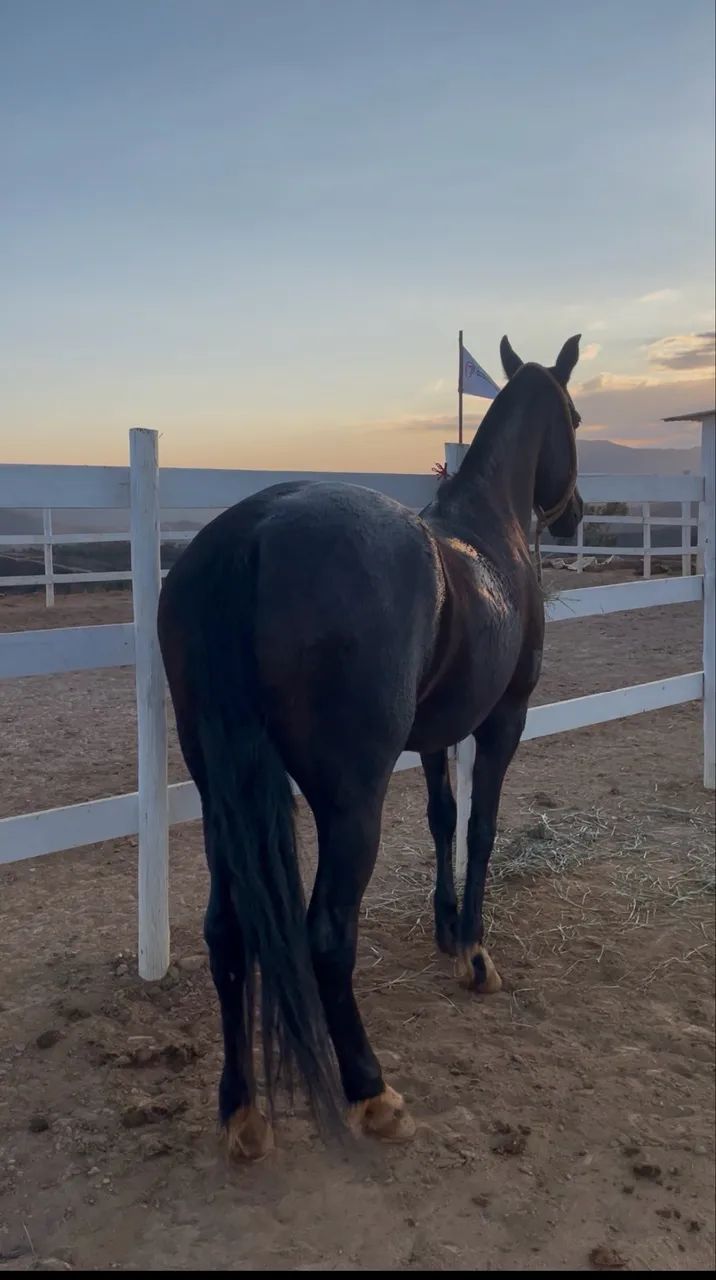 égua preta linda  - Foto 4
