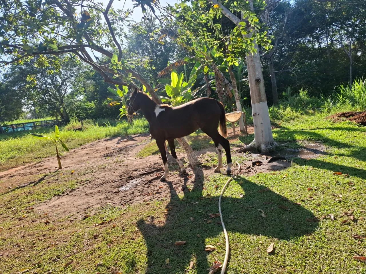 verdo égua  - Foto 3