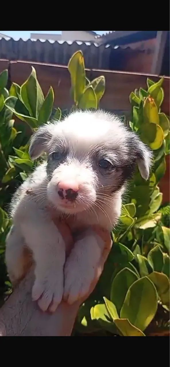 Cachorro  - Foto 3
