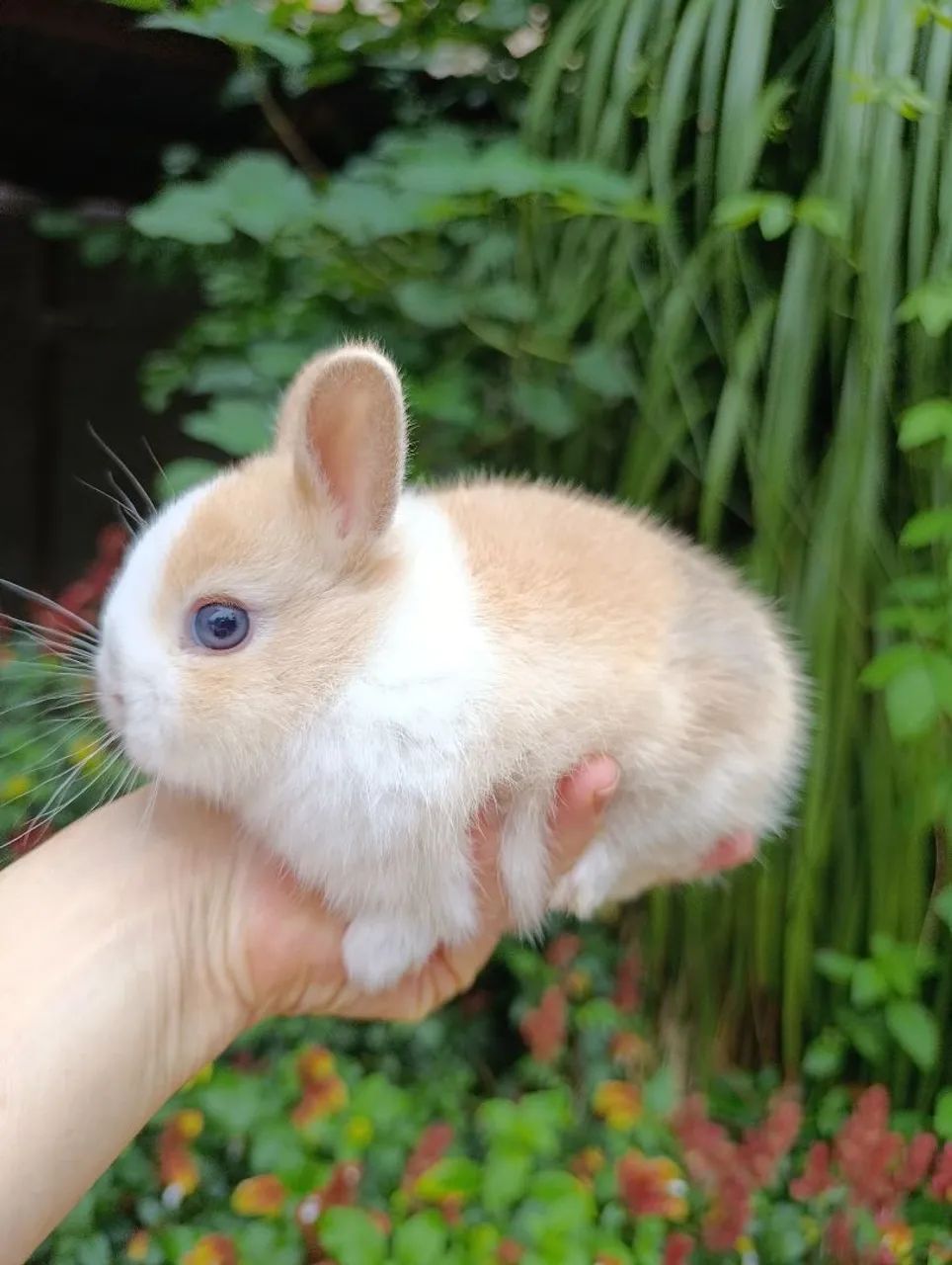 Mini Coelhos  - Foto 4