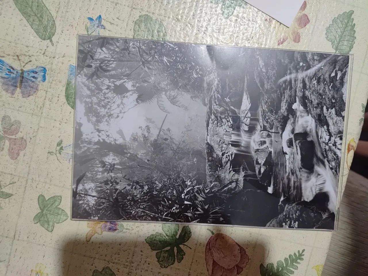 Fotografia Sebastião Salgado "Floresta de Altitude" Original Com Certificado