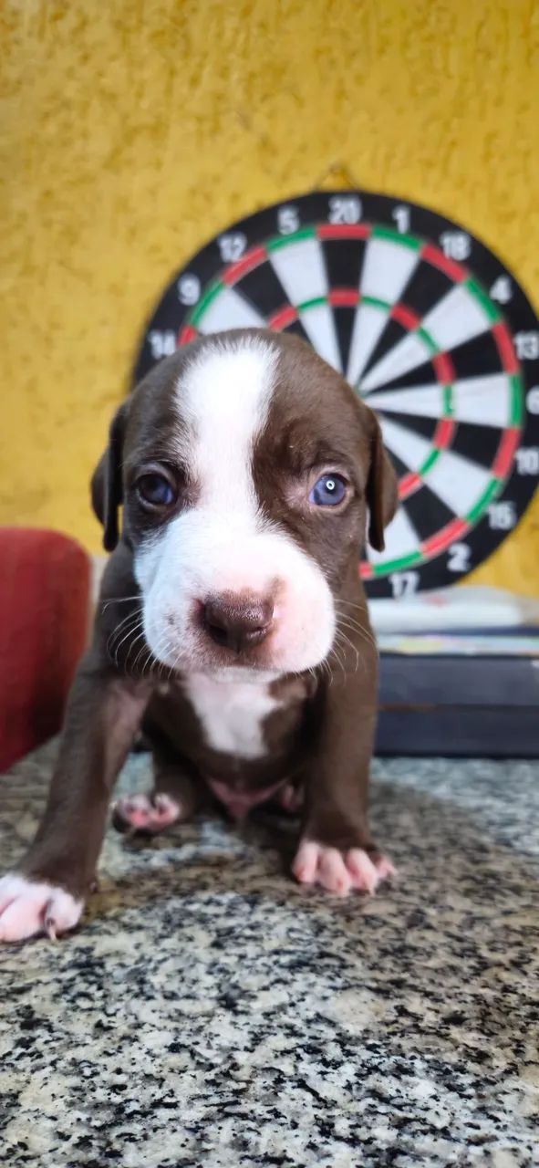 Filhotes de pitbull - Foto 3