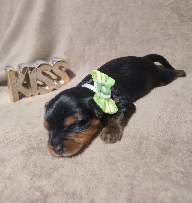 FILHOTES YORKSHIRE TERRIER - Foto 3