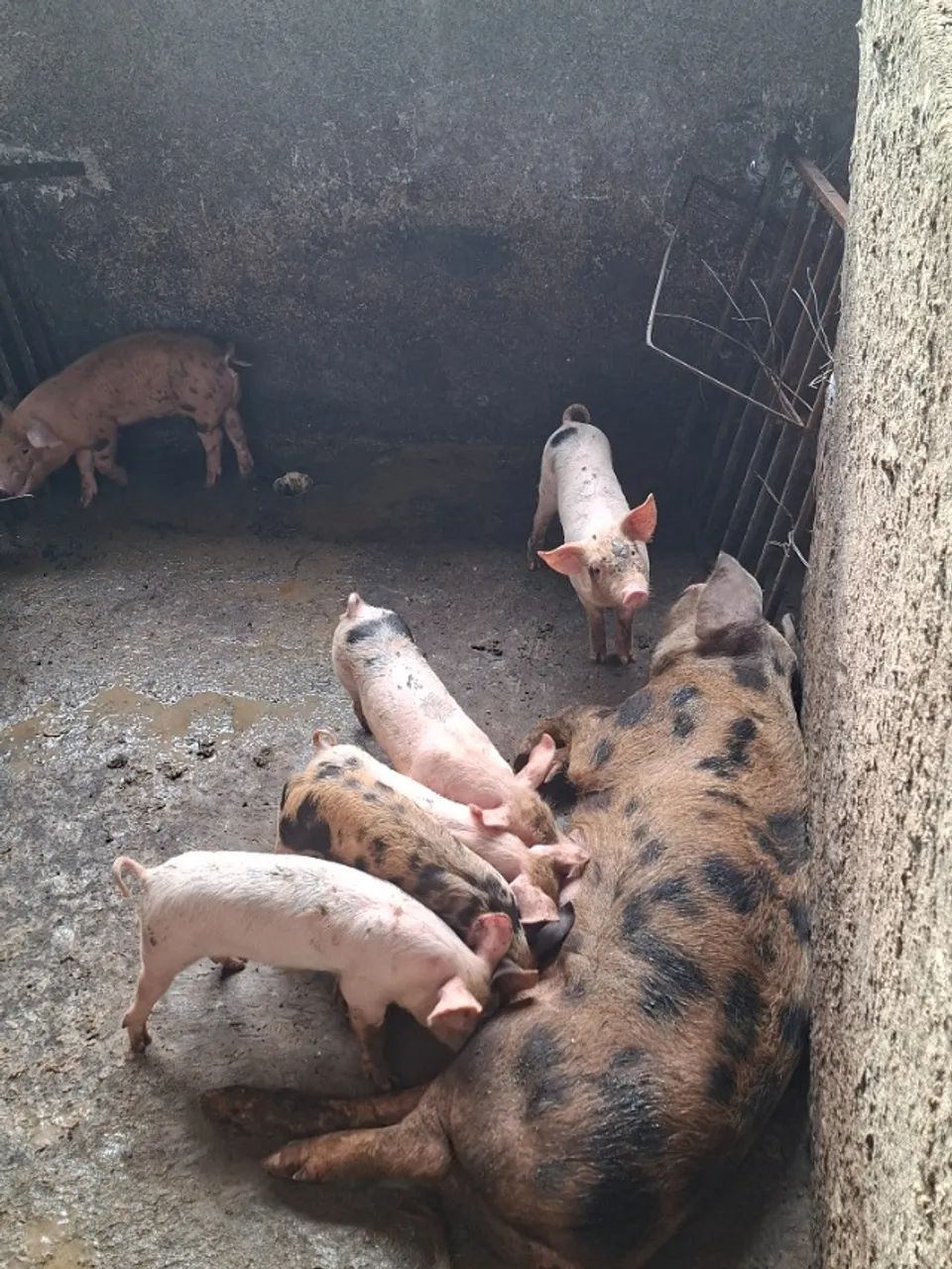 Leitões desmandos  - Foto 2