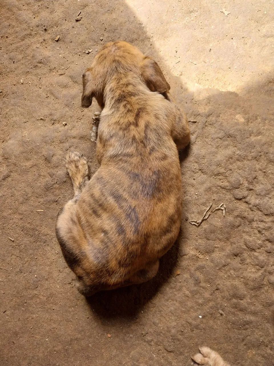 Filhote de pit bul  - Foto 4