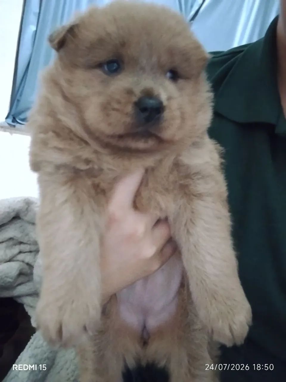 Chow chow  - Foto 4