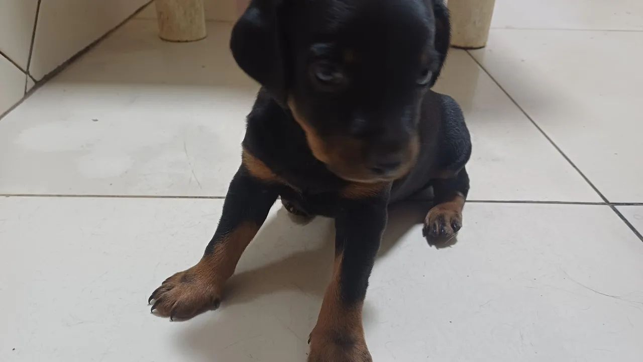 Doação  - Foto 4