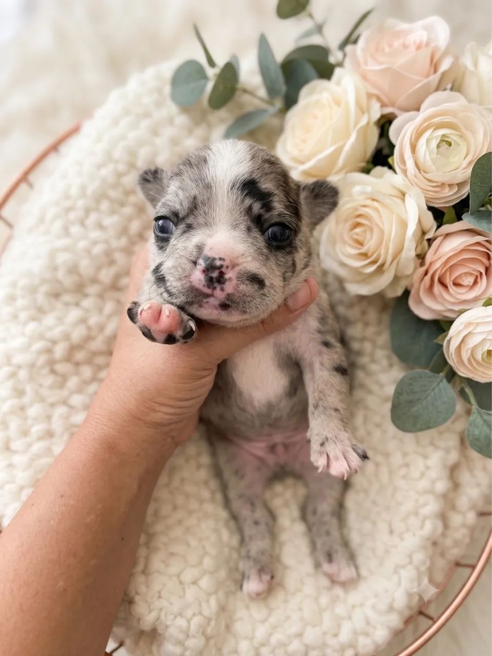 Buldogue francês  - Foto 2