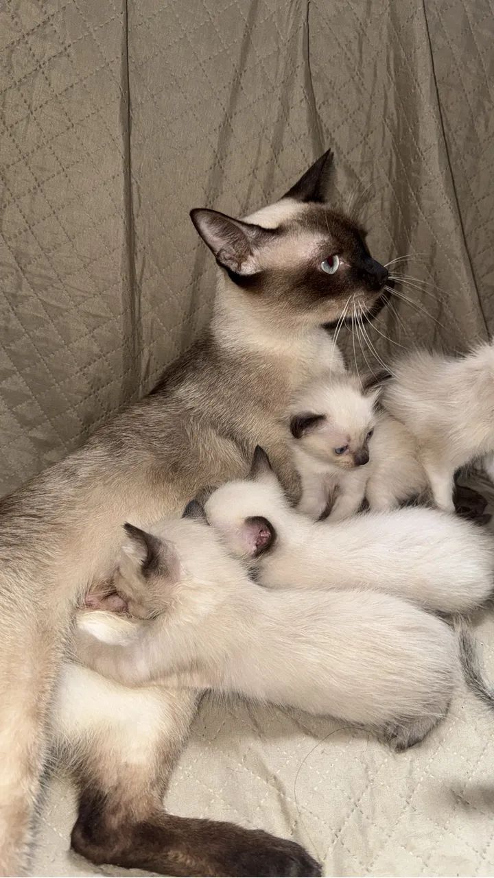 Gatinhos para adoção responsável  - Foto 3