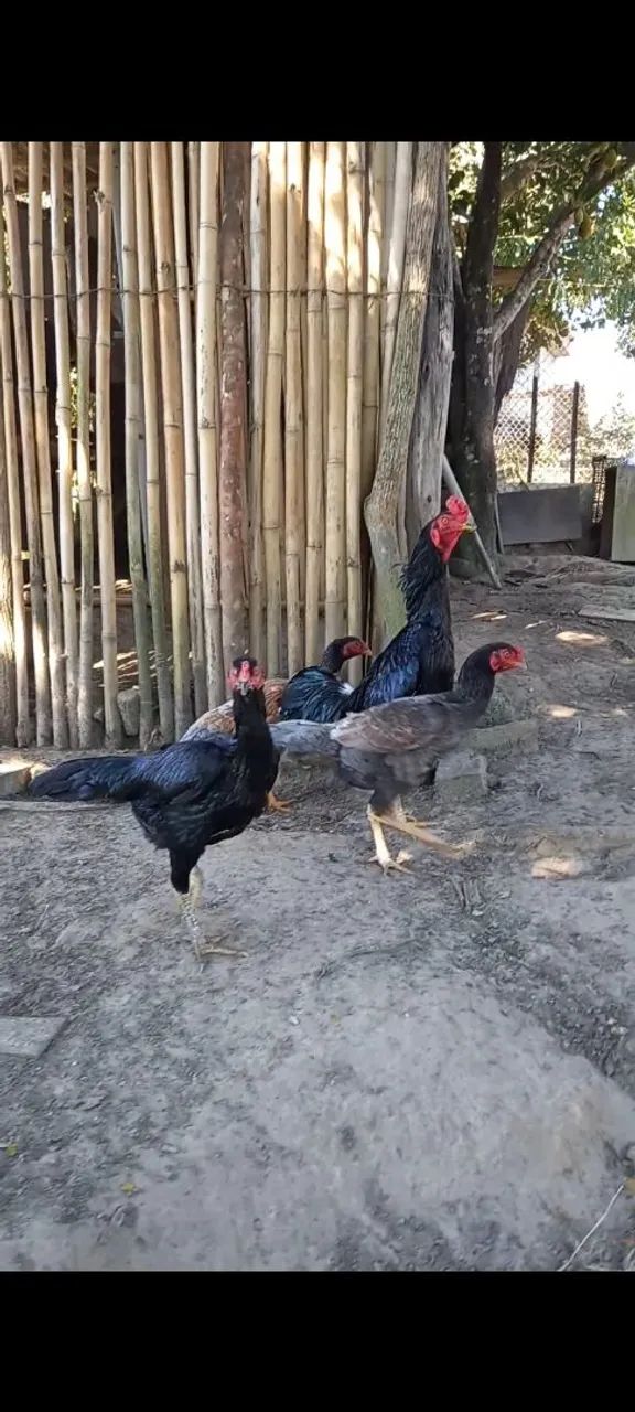 Galo indio - Foto 2