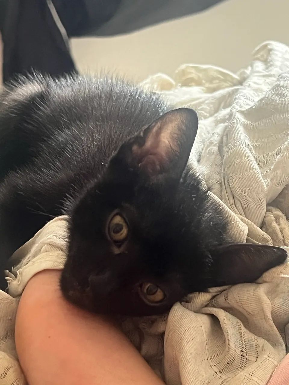 Gatinhos para adoção  - Foto 2