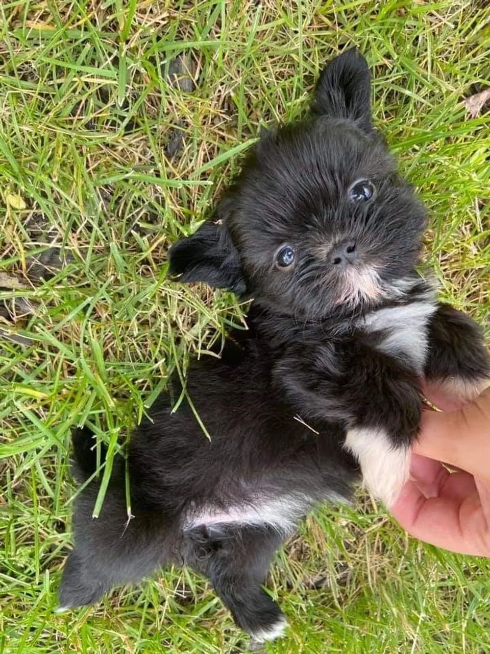 Shih tzu 