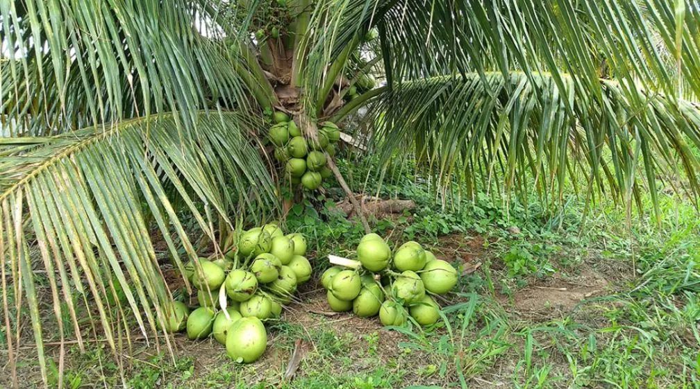 Mudas de Coco Anão  - Foto 5