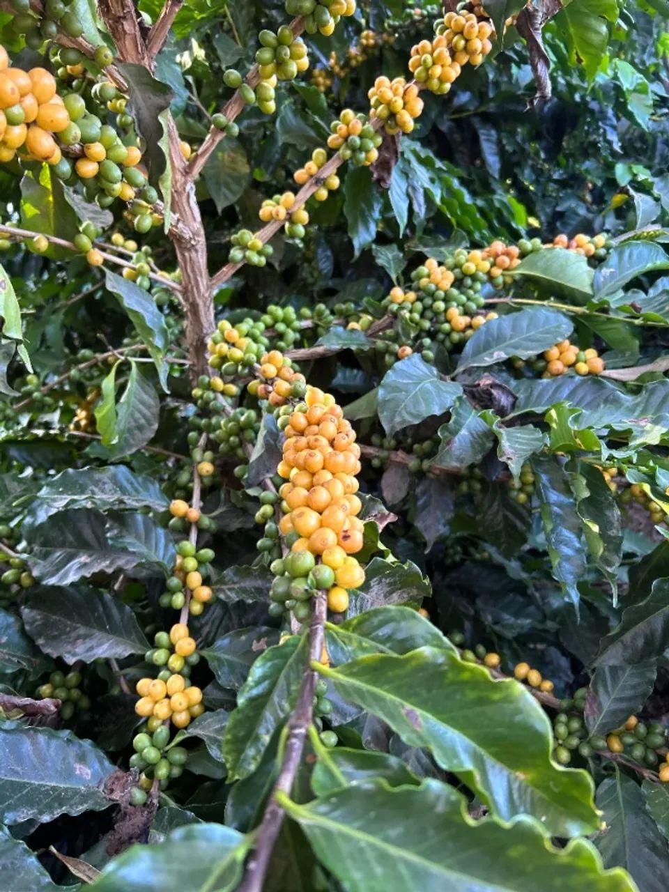Mudas de Café Arábica de Alta qualidade - Foto 5