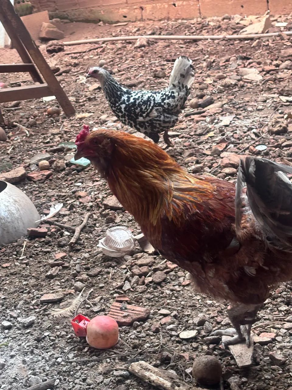 Galo Ameraucana 
