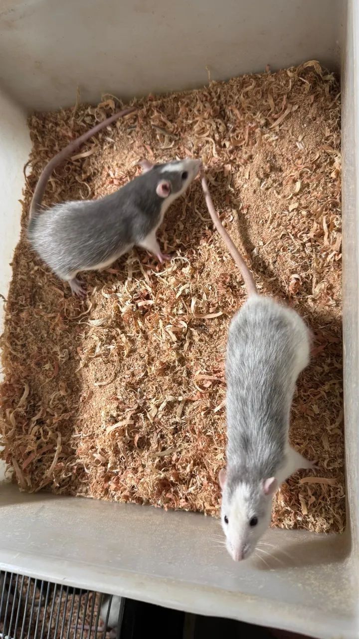 Ratos Dumbos - Foto 4
