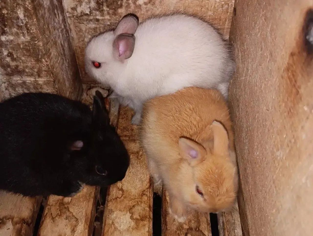 Netherland Dwarf Rabbit Kits65675282292097124