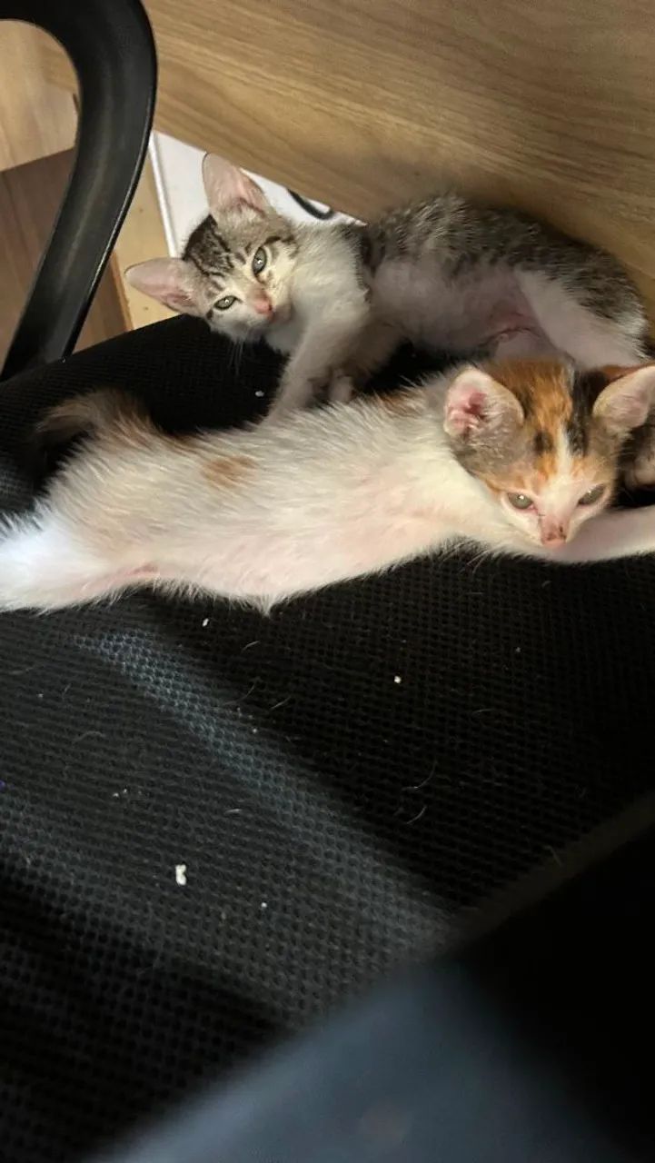 Gatinhas para adoção  - Foto 4